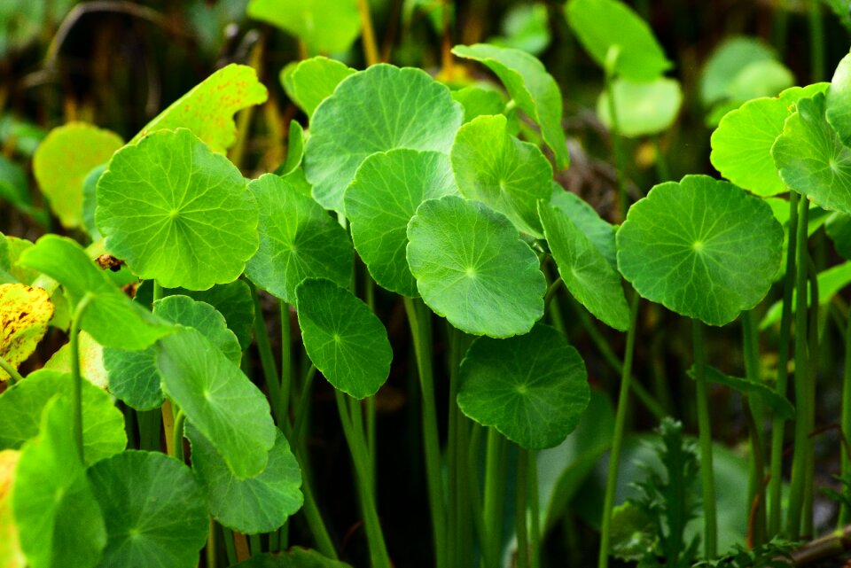 Green leaf plant aquatic plants