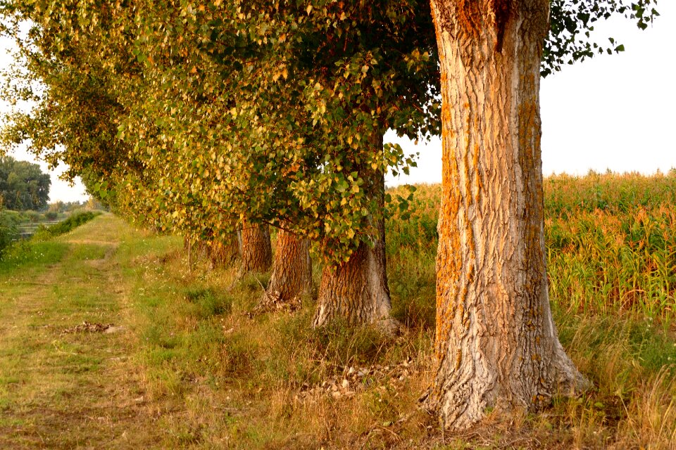 Summer country path