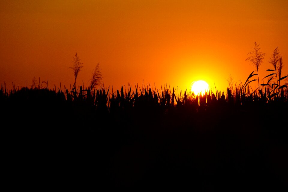 Summer scene outdoors photo