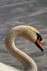 Portrait nature animals
