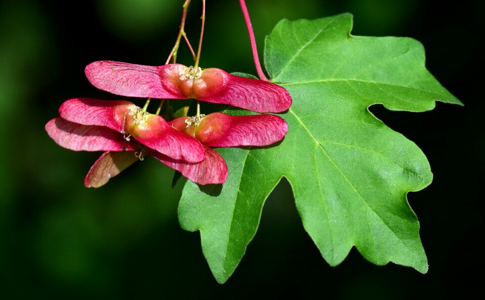 Leaf seeds close up