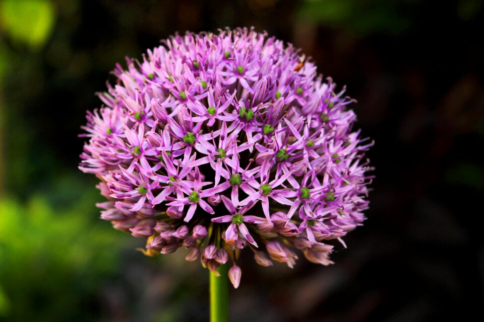 Flowers purple garden
