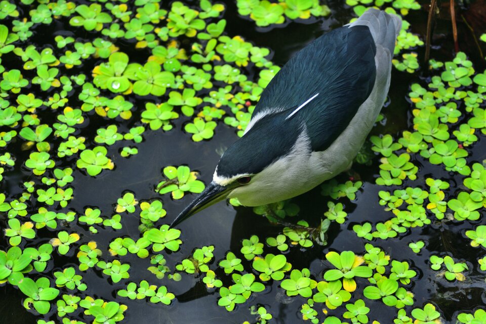 Birds water birds bird