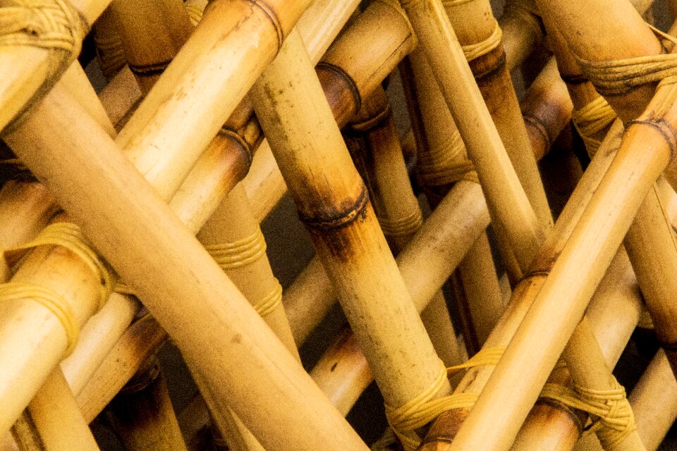 Wood of wood food