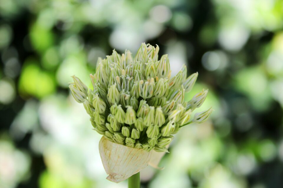 Nascent flowers bulb