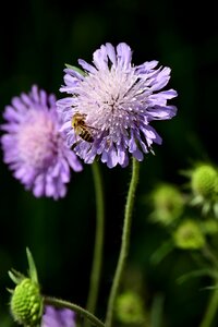 Purple flower flower plant