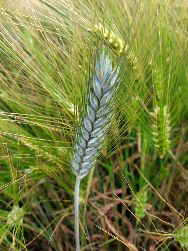 Harvest nature landscape
