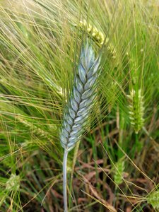 Harvest nature landscape