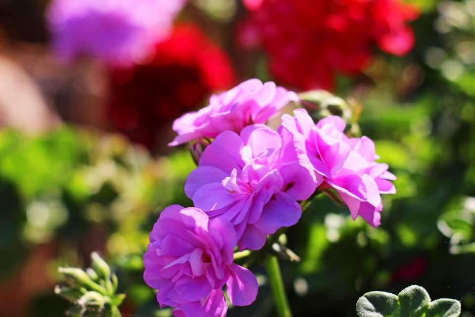 Nature flora blossom