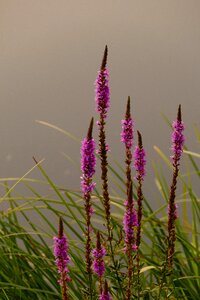Purple when water