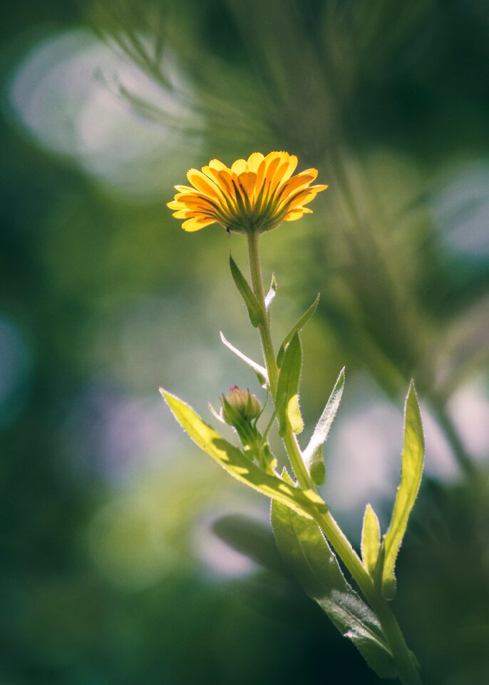 Bloom yellow plant