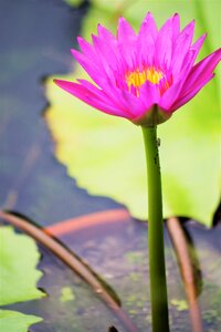 Pond park plant