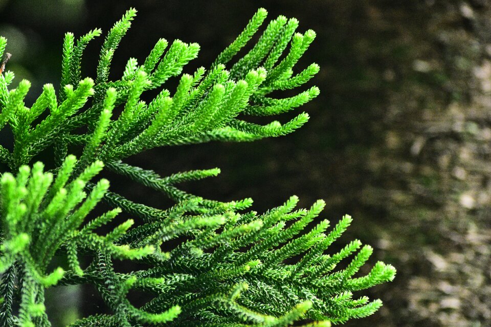 Pine tree leaf tree