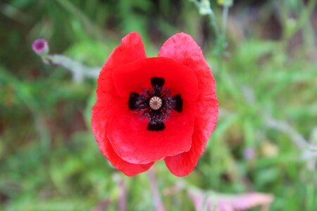 Red flower poppies red petals