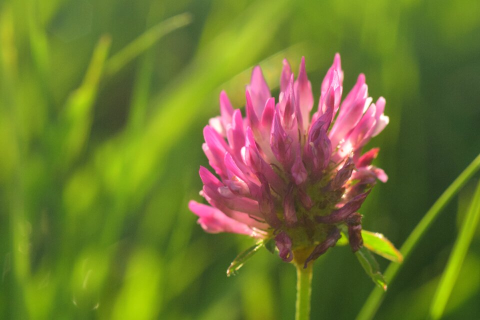 Meadow fodder plant flowers