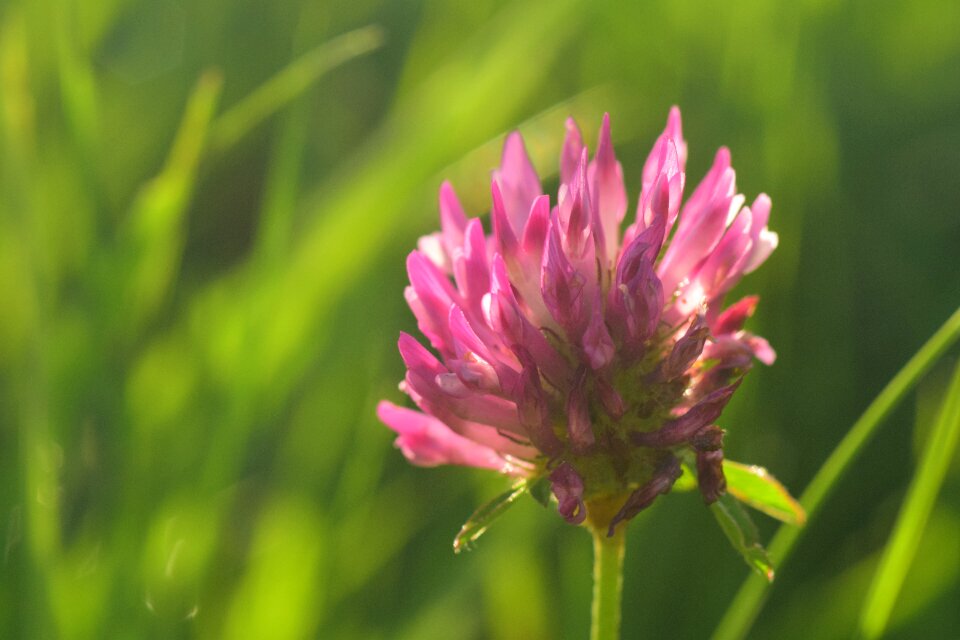 Meadow fodder plant flowers photo