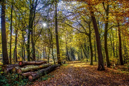 Autumn mood light photo