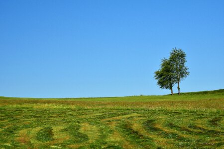 Green grass landscape