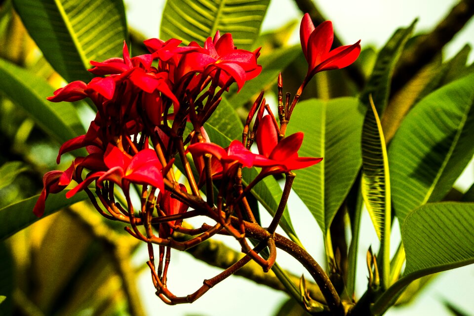 Exotic tropical summer