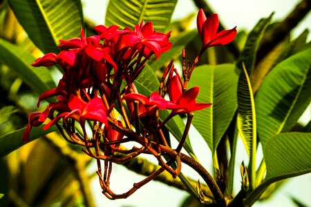 Exotic tropical summer