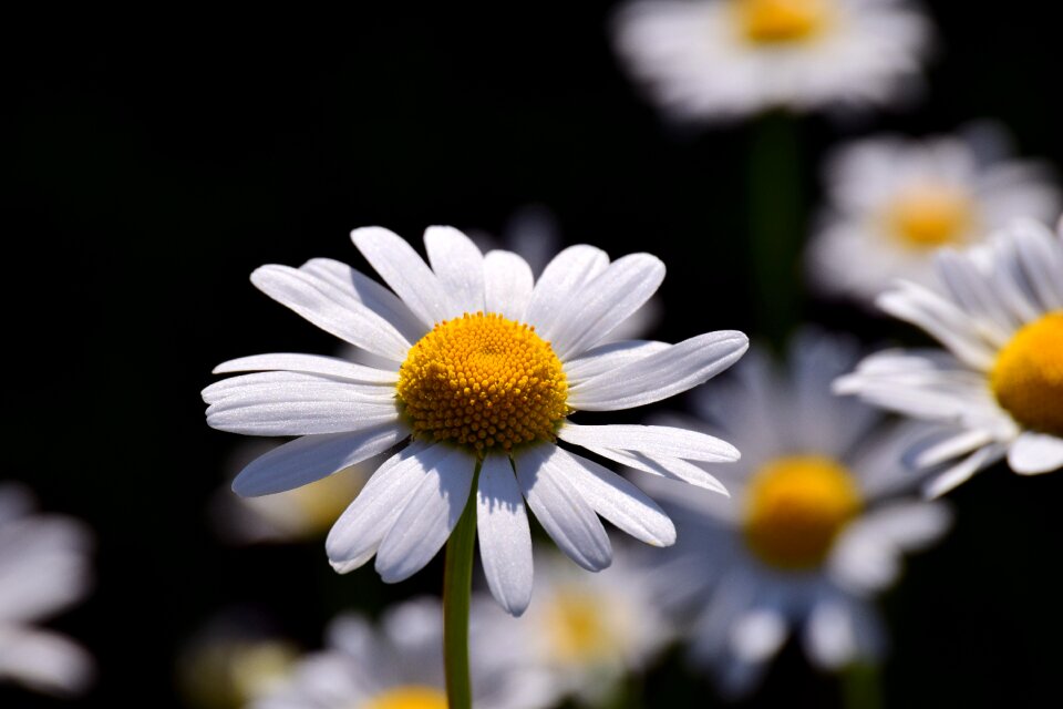 Blossom bloom flower