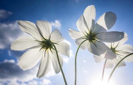 Flowers plants beautiful