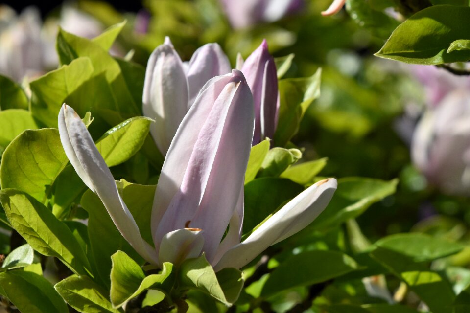 Flower garden magnolia