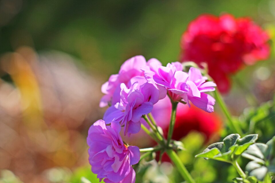 Nature flora blossom