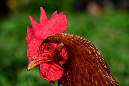 Farm animal bird