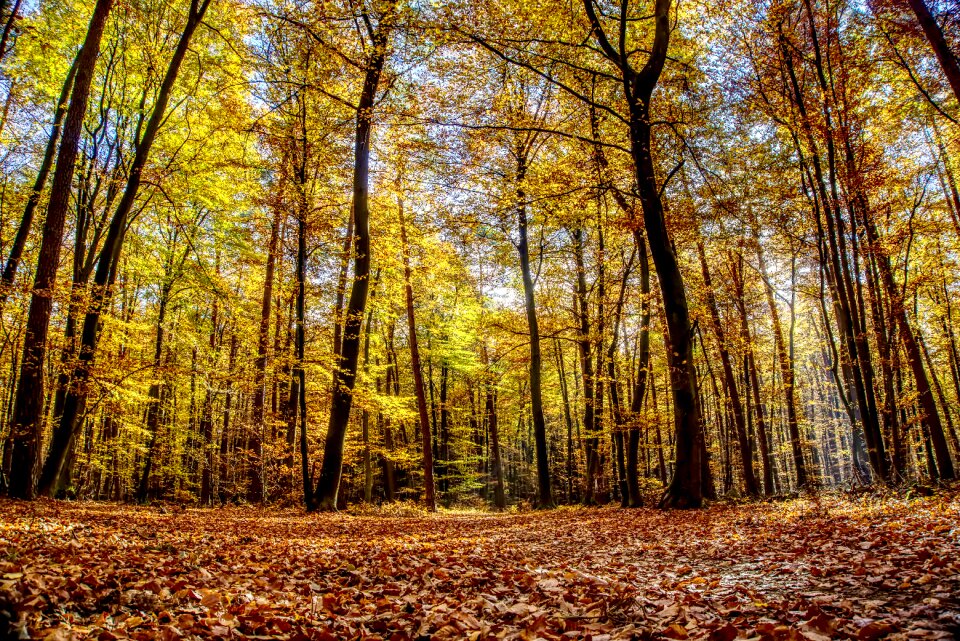 Autumn mood light
