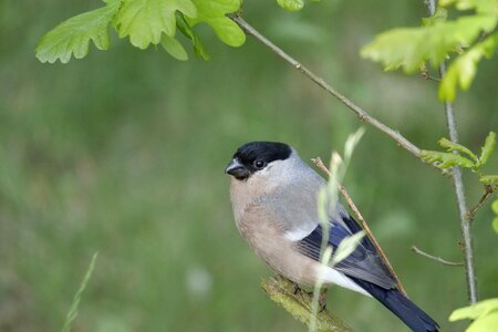 Plumage fink gimpel photo