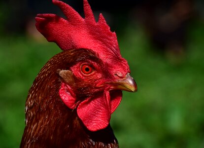 Farm animal bird
