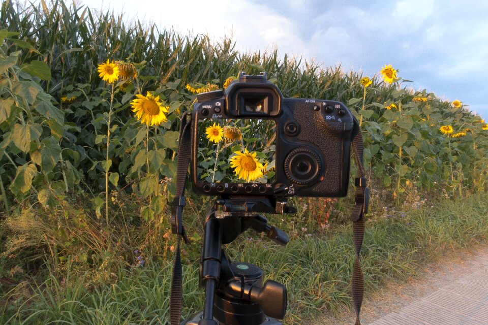 Helianthus annuus flower nature