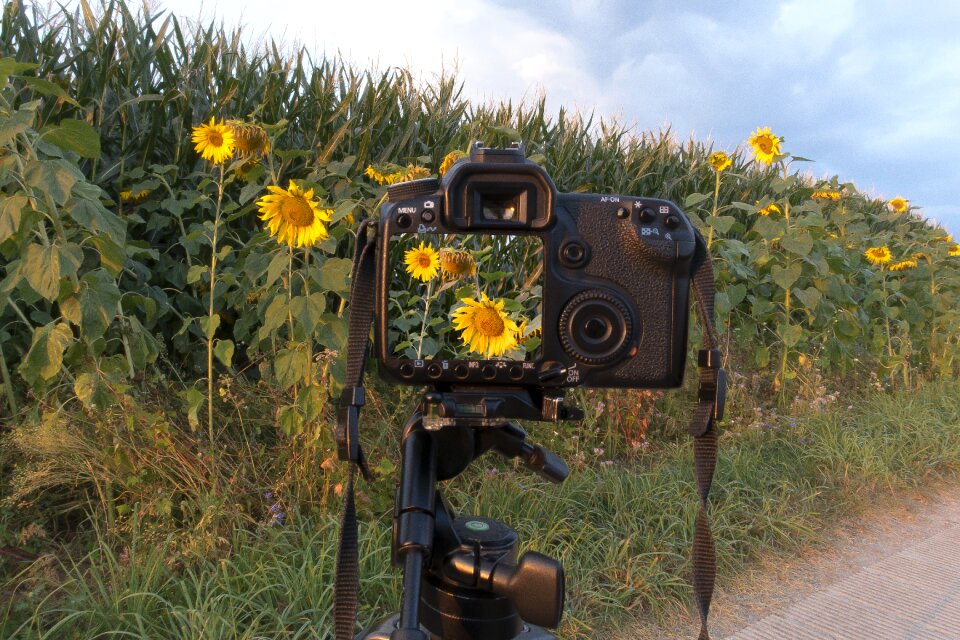 Helianthus annuus flower nature photo