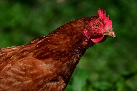 Farm animal bird photo