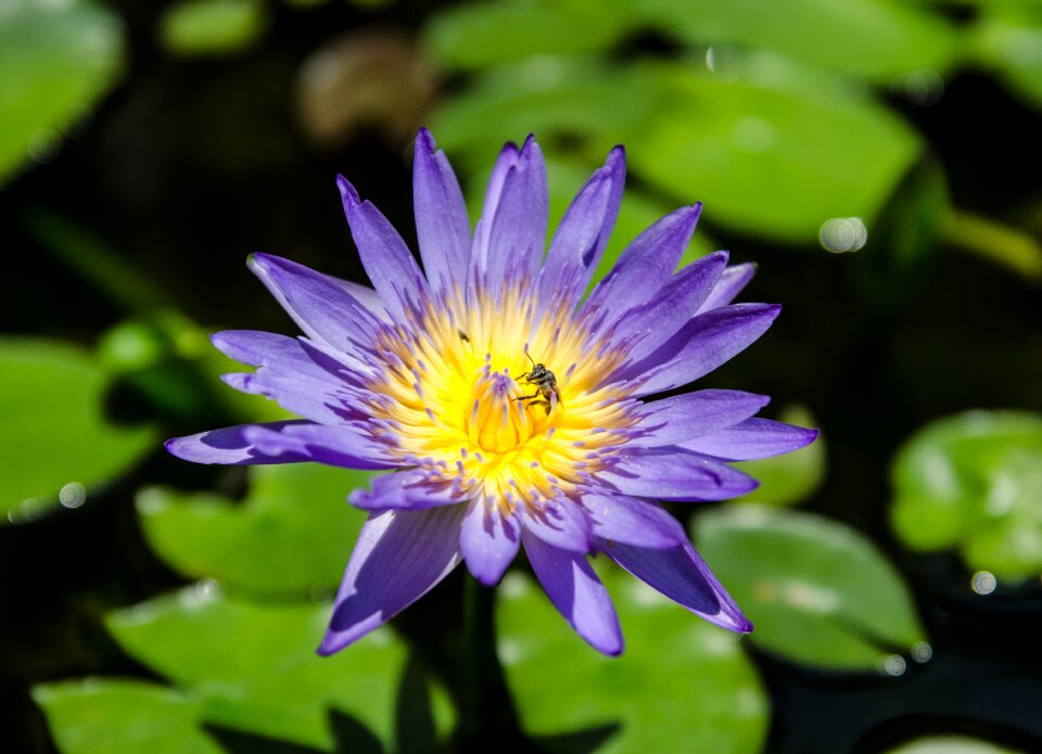 Blossom plant purple photo