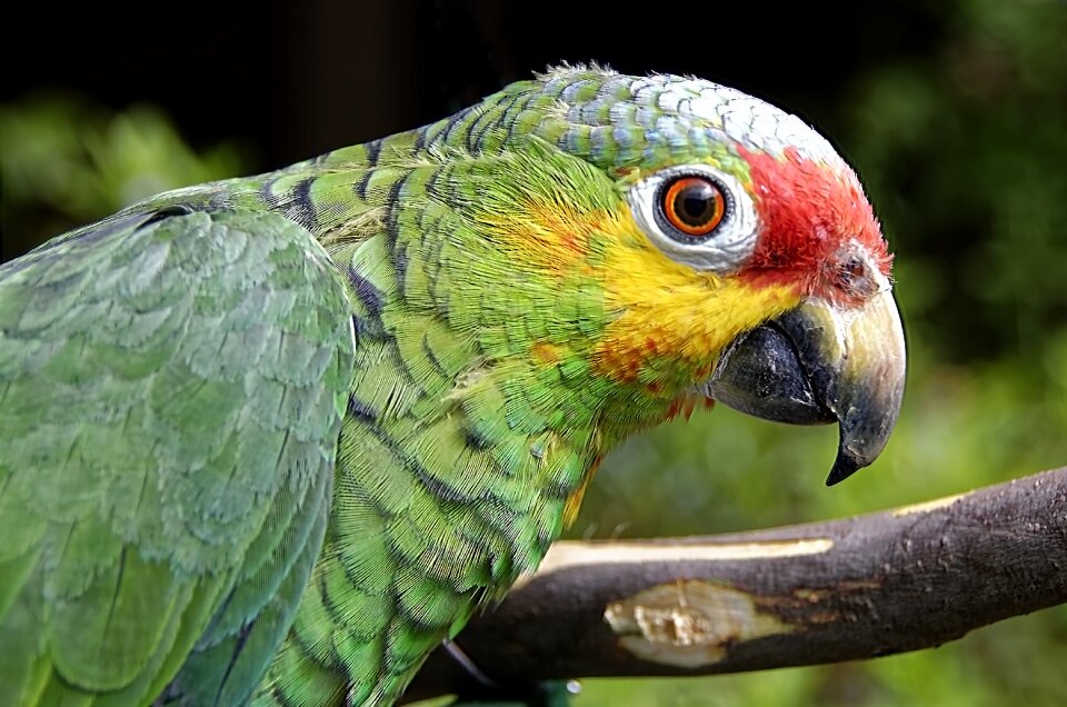 Plumage colorful green