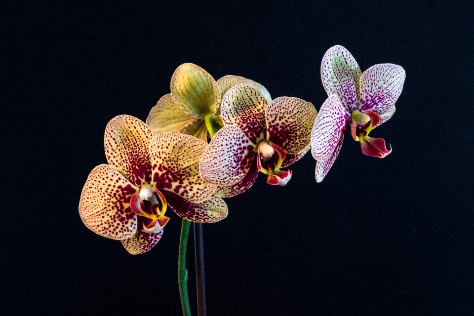 Phalaenopsis flower spring