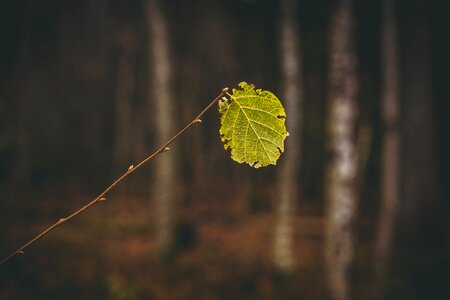 Nature colorful mood