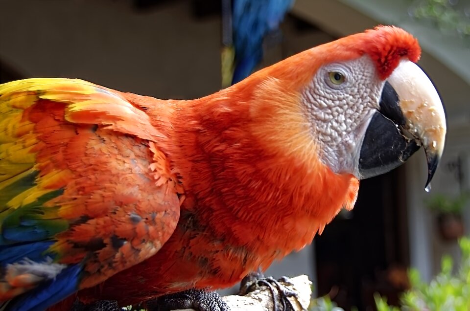 Exotic plumage colorful