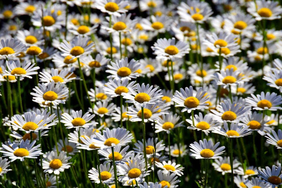 Summer meadow flowers