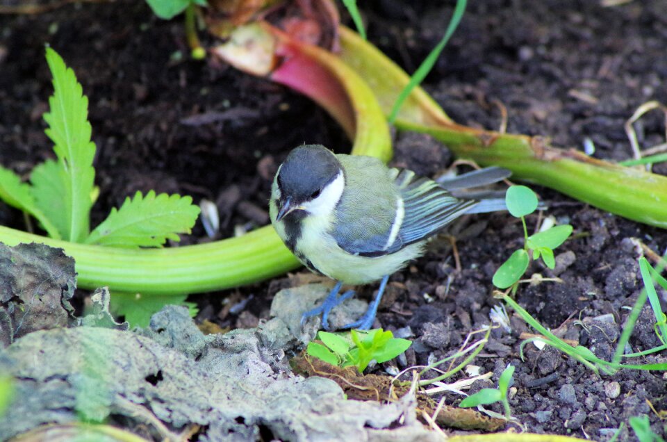 Small bird cute animal