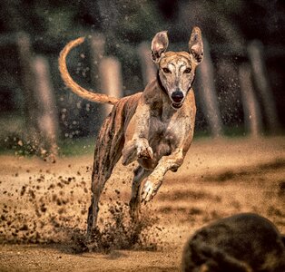 Animal portrait dog portrait hundesport