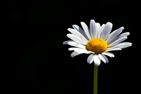 Flower close up white flower