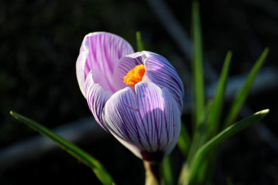 Crocus in bloom flower purple