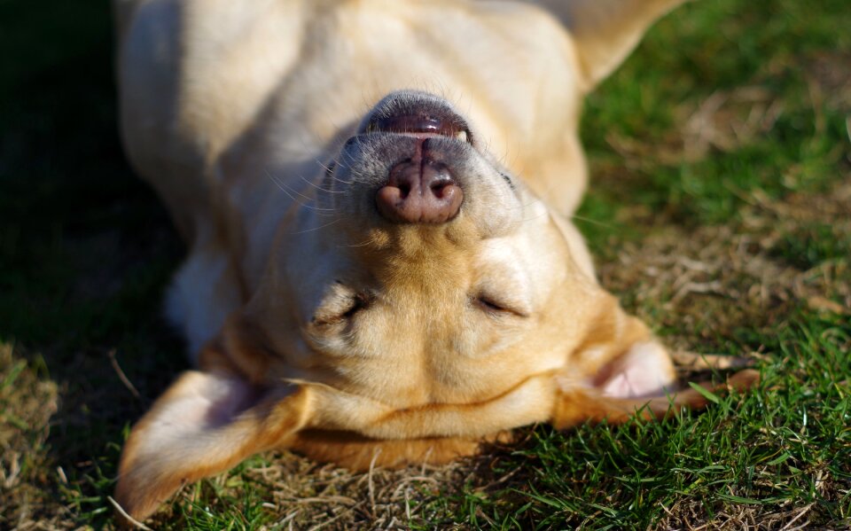 Pet animal serenity