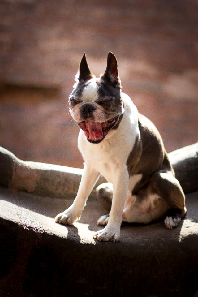 Dog boston terrier tired