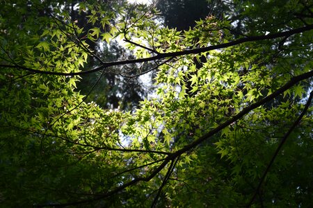 Woods sunbeams Free photos