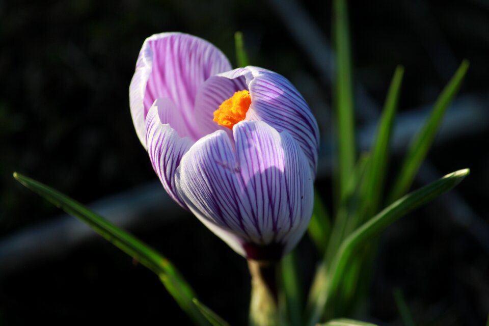 Crocus in bloom flower purple