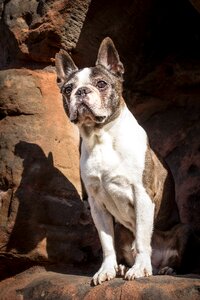 Boston terrier pet